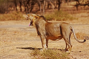 Ասիական առյուծ (Panthera leo persica)