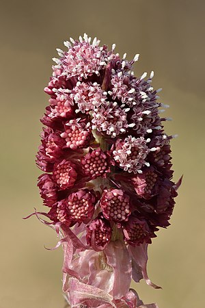 Petasites hybridus