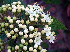 Wayfaring-tree (Viburnum lantana)