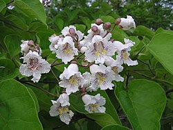 Катальпа бигнониевидная (Catalpa bignonioides), соцветие и листья. Саратов