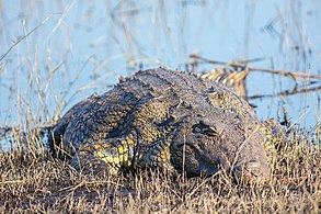 Parque nacional de Chobe, Botsuana.