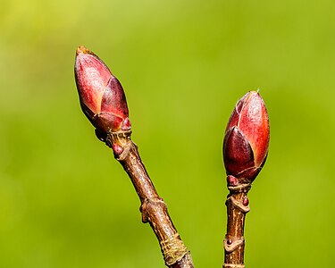 Knoppen van een gewone esdoorn (Acer pseudoplatanus). 03-04-2023 (d.j.b.)