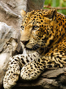 Leopard de Java