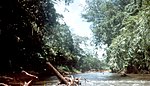 River through dense vegetation. Many tree trunks are lying in the river.