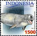 Indo-Pacific finless porpoise