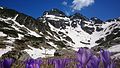 Image 15Alpine landscape below Malyovitsa Peak, Rila Mountain, Bulgaria (from Montane ecosystems)