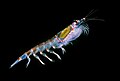 Image 6Antarctic krill (Euphausia superba) are a keystone species of the food web. (from Southern Ocean)