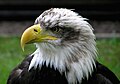 Image 24 Bald eagle at Bird of prey More selected pictures