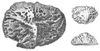 Osteoderme des ausgestorbenen Krokodils Deinosuchus.