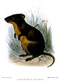 Ansorge's brush-furred rat