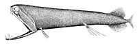 The stoplight loosejaw has a lower jaw one-quarter as long as its body. The jaw has no floor and is attached only by a hinge and a modified tongue bone. Large fang-like teeth in the front are followed by many small barbed teeth.[29][30]