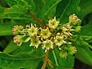 Flowers of Penthorum sedoides