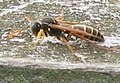 Polistes chinensis, Auckland