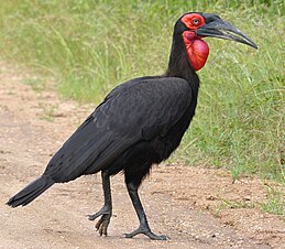 Кромкач кафський (Bucorvus leadbeateri), самець