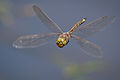 Image 25The Odonata (dragonflies and damselflies) have direct flight musculature, as do mayflies. (from Insect flight)