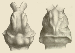 Endocasts of Glyptodon and Doedicurus