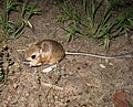 pale kangaroo mouse