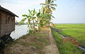 Paddy fields in Kerala