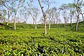 Image 41Sripur is a tourist spot in Bangladesh's Sylhet district. It is well known for its waterfalls, which span across the Bangladesh-India border. This picture features a tea garden in Sripur, Sylhet, Bangladesh Photo Credit: Moheen Reeyad