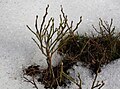 Leafless plant early in the spring Kerava, Finland