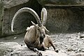 Image:Capra ibex ibex – 02.jpg.