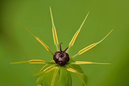 Paris quadrifolia flower - Keila