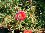 Portulaca grandiflora