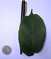 var. nikkoensis leaf and scale