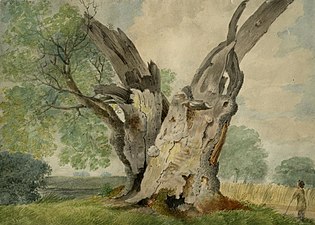 The Old Oak at Winfarthing (1817), watercolour over pencil on paper, Norfolk Museums Collections. Sillett made two oil paintings of the same tree in 1812 and 1817.[56]