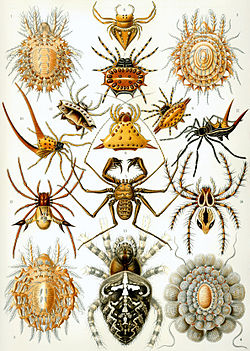 Arachnida