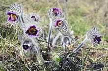 Сон (Pulsatilla) в квітневі дні