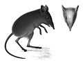 dusky elephant shrew