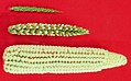 Image 34Top: teosinte, bottom: maize, middle: maize-teosinte hybrid (from Evolutionary history of plants)