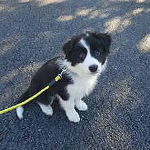 Male Border Collie Puppy - 8 Weeks