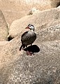 Male Peruvian torrent duck on the rocky banks of the Urubamba River, Peru