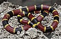Image 10A venomous coral snake uses bright colours to warn off potential predators. (from Animal coloration)
