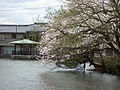 Takaoka Kojo Park 高岡古城公園