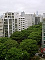 Como árboles de sombra en una avenida de Sendai, Japón