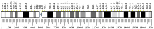 Chromosome 4 (human)