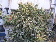 Mature M. indica after annual flowering, note the budding fruits and residual flowers