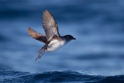 Bird flying above the ocean