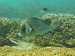 Plectorhinchus gibbosus