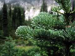 Subalpine Fir (Abies lasiocarpa)