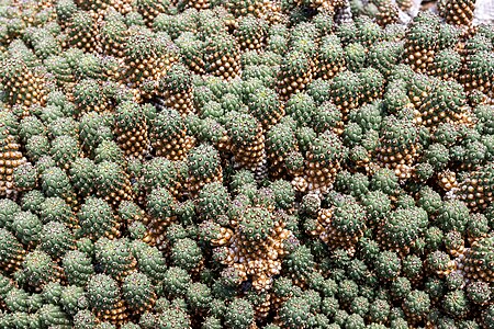 At Jardin de Cactus 2022 074 - Euphorbia caput-medusae