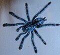 Avicularia versicolor 4 months