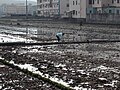 A paddy field in Taiwan