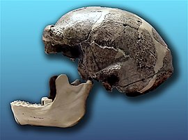 Homo erectus pekinensis