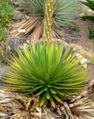 Agave ocahui