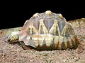 angonoka tortoise