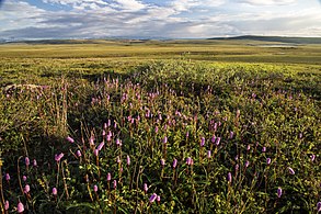 View of tundra in the summer from Dalton Highway, North Slope Borough, Alaska